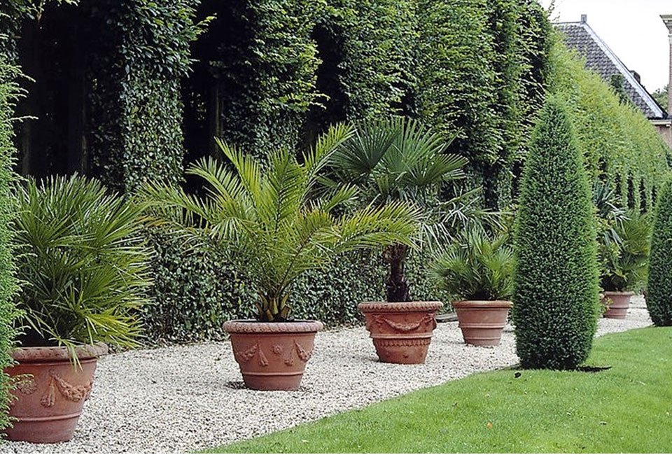 Conjunto de 3 palmeras diferentes de exteriores