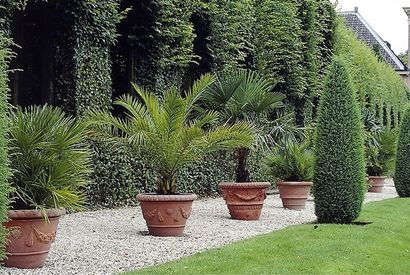 Conjunto de 3 palmeras diferentes de exteriores — 8