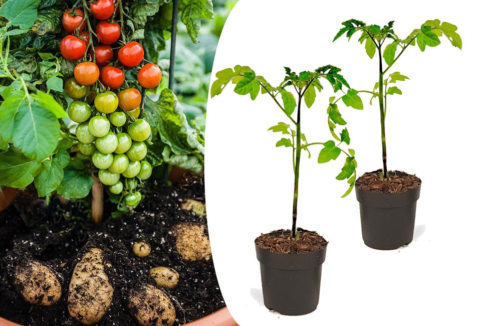 Set de 2 plants de pomates