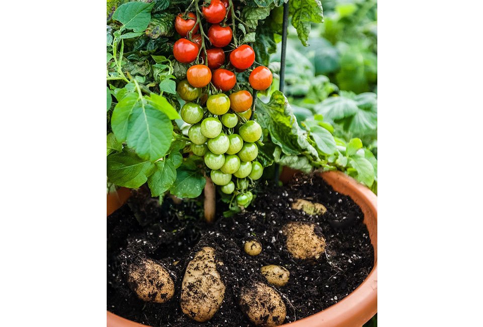 Set de 2 plants de pomates
