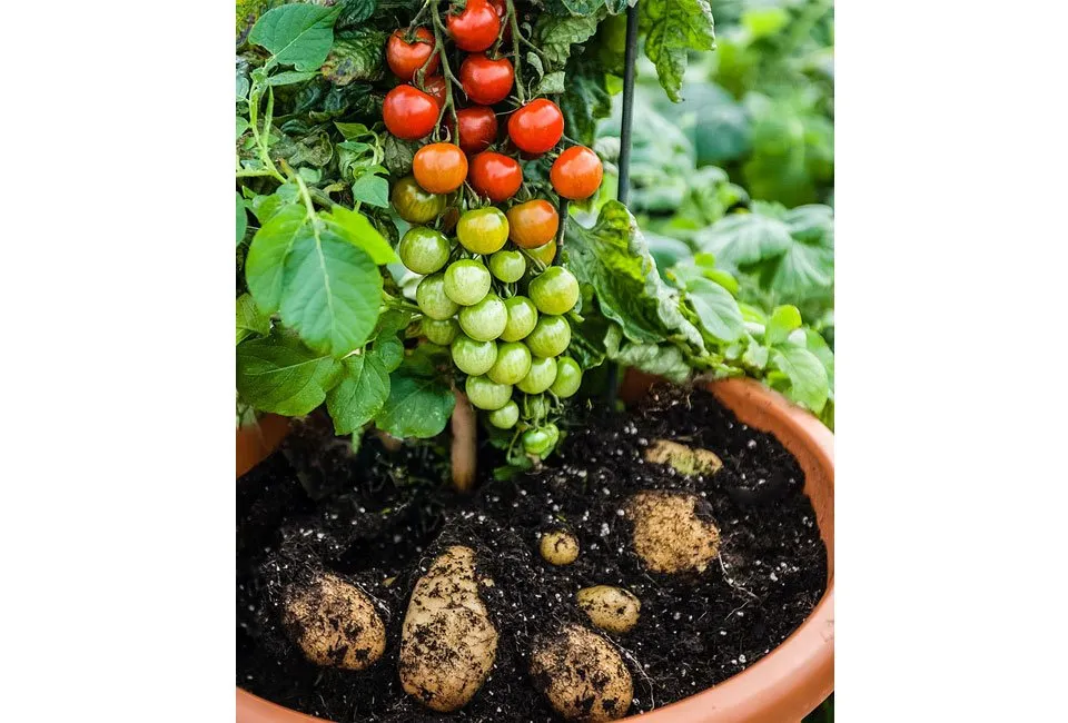Set van 2 TomTato planten