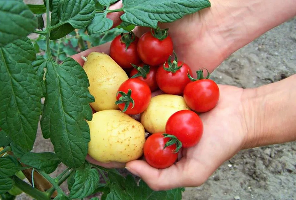 Set van 2 TomTato planten