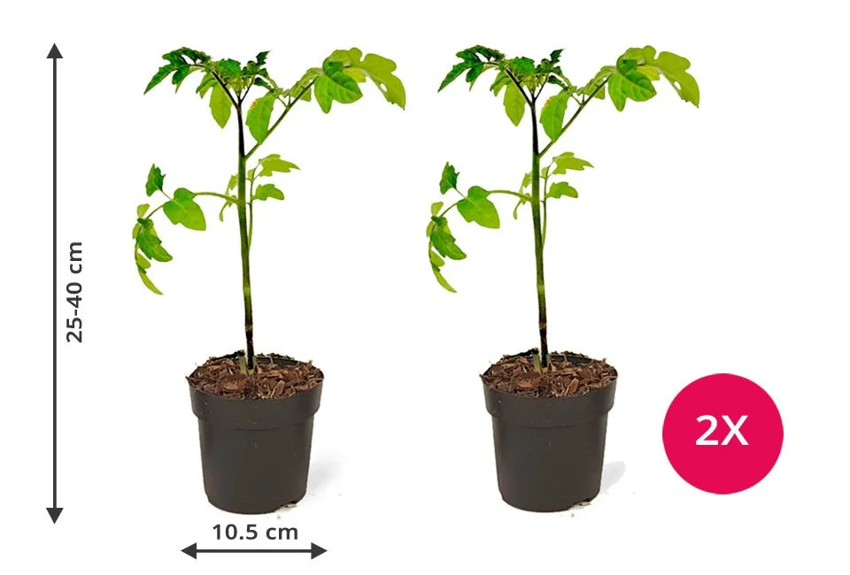 Set van 2 TomTato planten