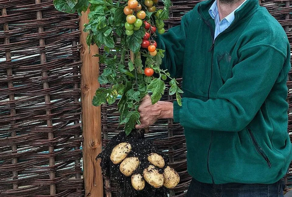 Set van 2 TomTato planten