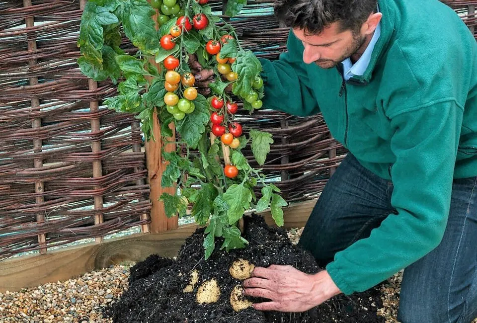 Set van 2 TomTato planten