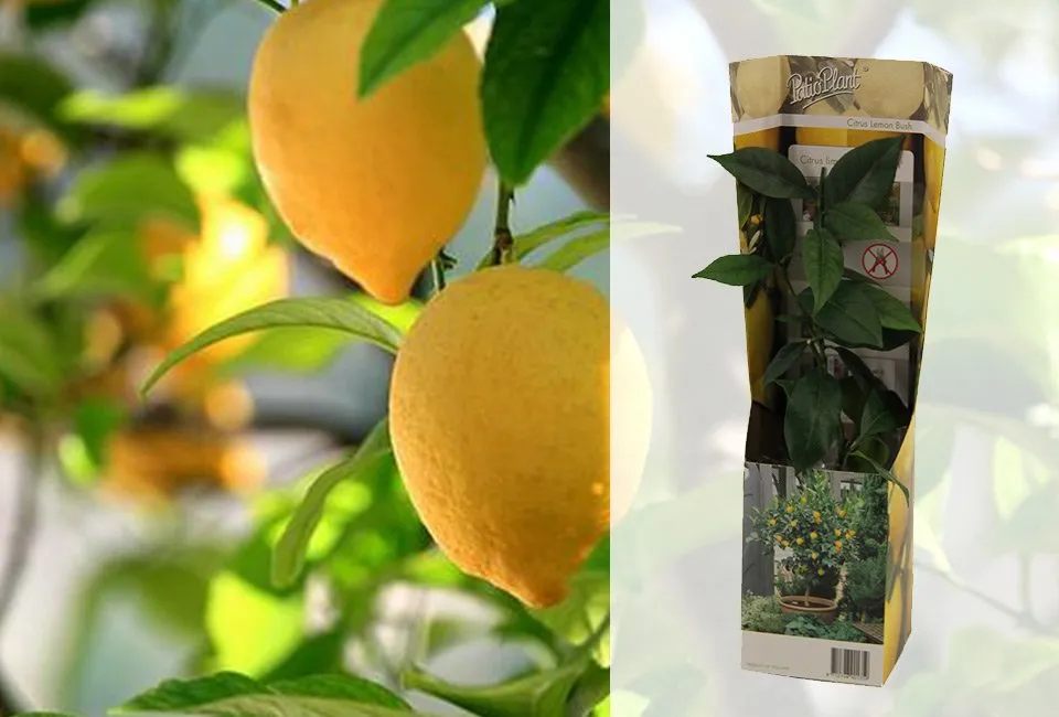 Set van 4 mediterrane fruitboompjes