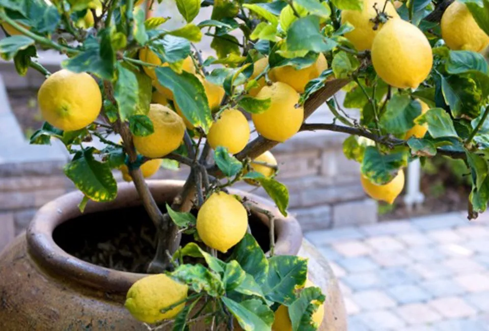 Set van 4 mediterrane fruitboompjes