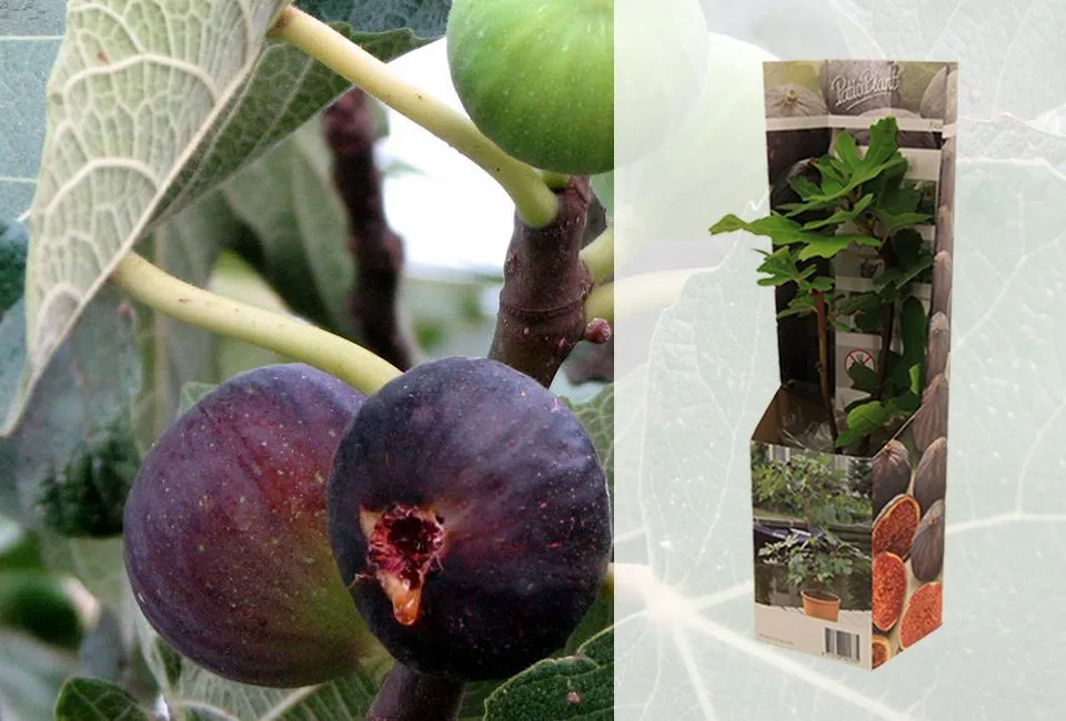 Set van 4 mediterrane fruitboompjes