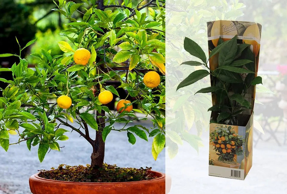 Set van 4 mediterrane fruitboompjes