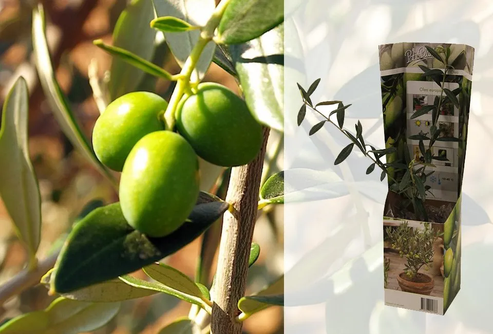 Set van 4 mediterrane fruitboompjes