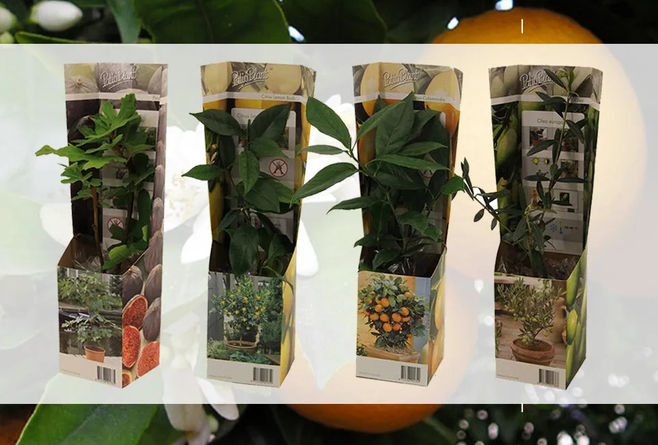 Set van 4 mediterrane fruitboompjes