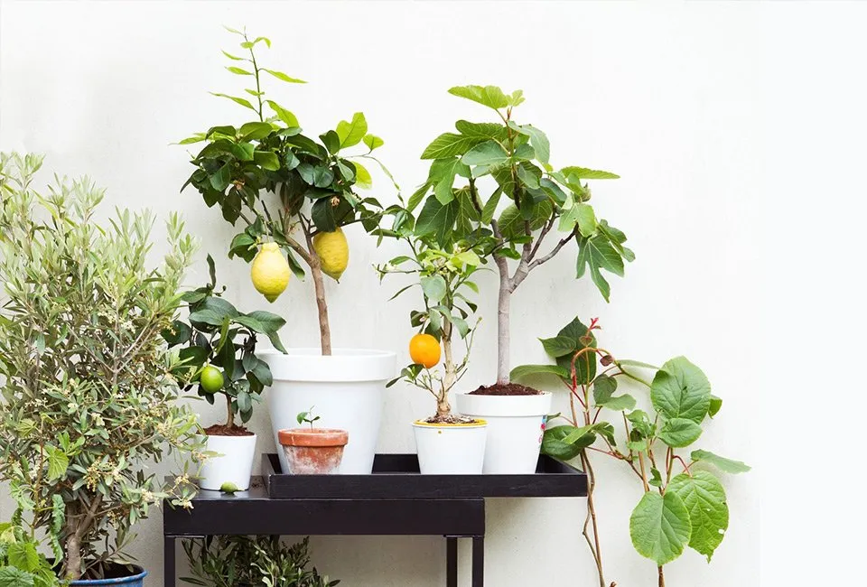 Set van 4 mediterrane fruitboompjes