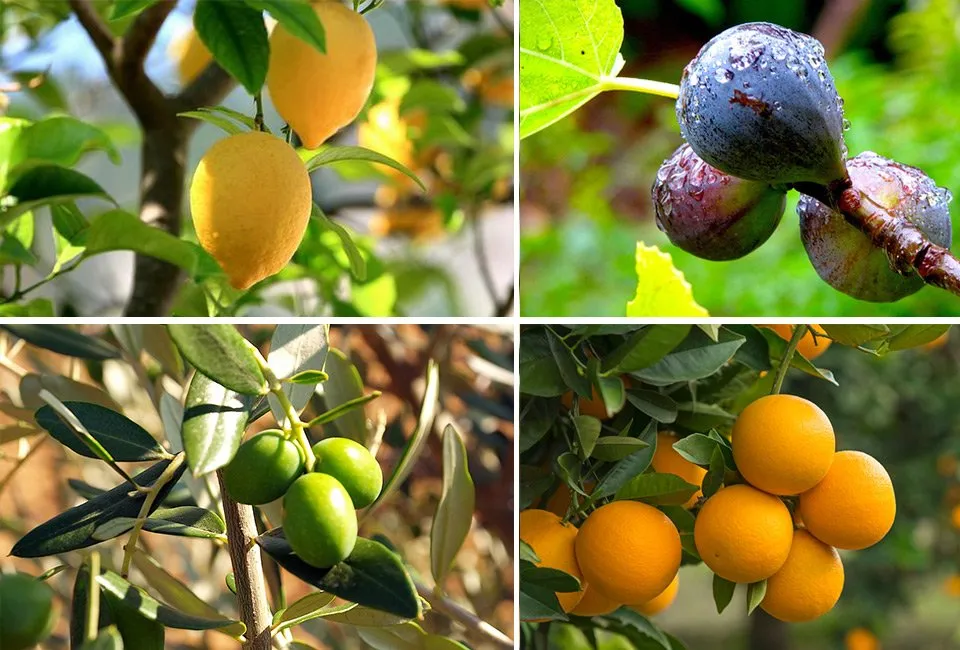 Set van 4 mediterrane fruitboompjes