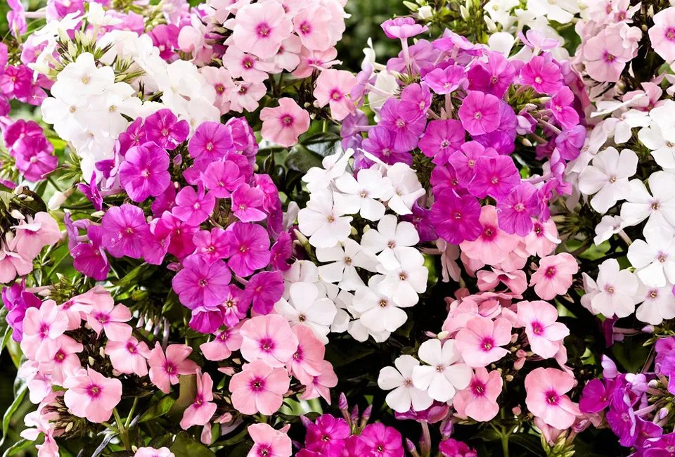 Set de 3 Phlox