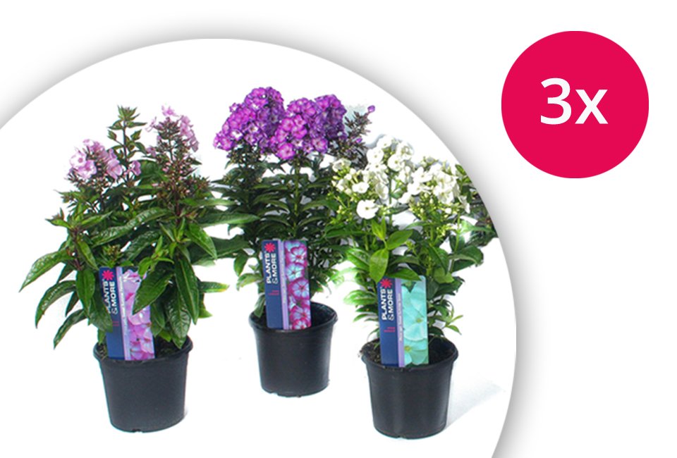 Set van 3 heerlijk geurende Phlox vlambloemen