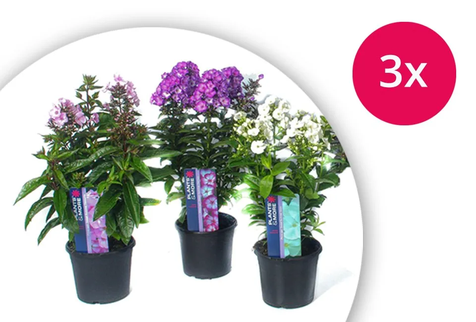Set de 3 Phlox