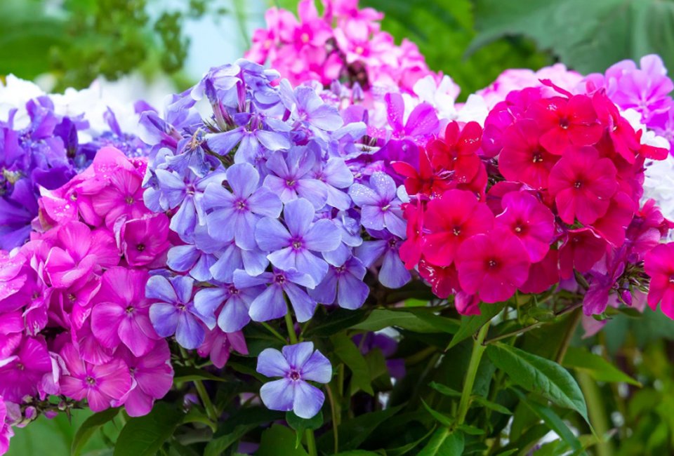 Set van 3 heerlijk geurende Phlox vlambloemen
