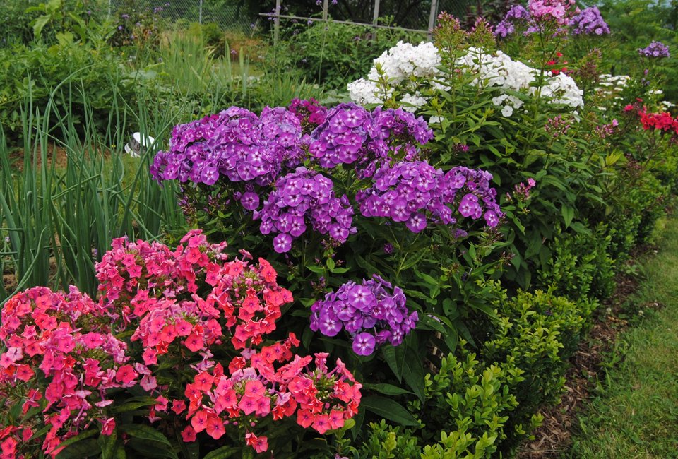 Set van 3 heerlijk geurende Phlox vlambloemen