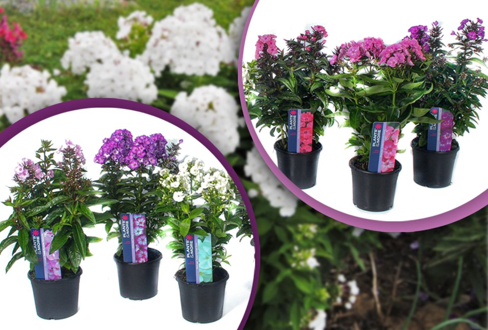 Set van 3 heerlijk geurende Phlox vlambloemen