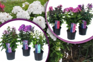 Set van 3 heerlijk geurende Phlox vlambloemen — 5