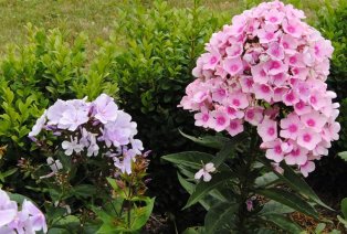 Set van 3 heerlijk geurende Phlox vlambloemen — 6