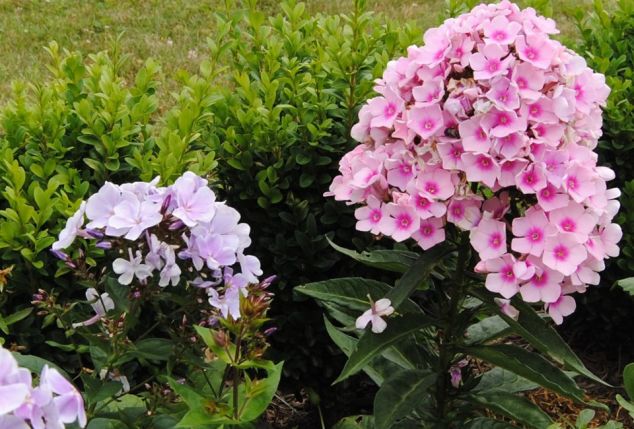Set van 3 heerlijk geurende Phlox vlambloemen
