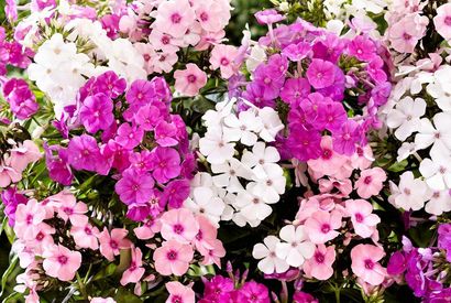 Set van 3 heerlijk geurende Phlox vlambloemen — 7