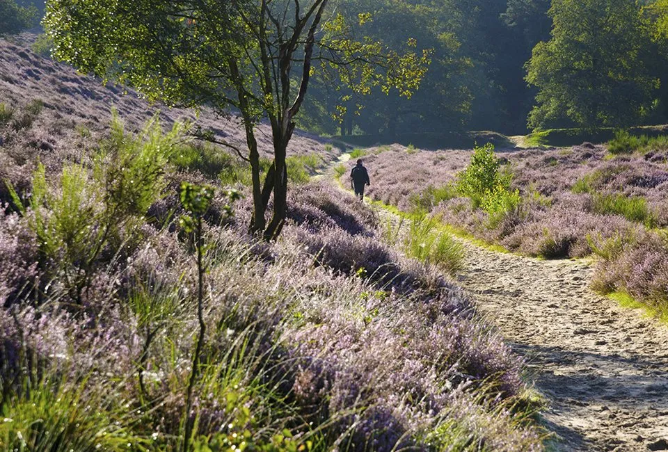 Luxusaufenthalt in Hoge Veluwe (NL) 