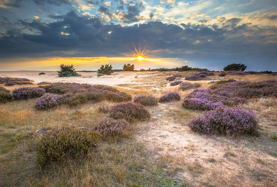 Luxusaufenthalt in Hoge Veluwe (NL) 