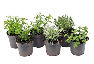 Set van 6 kruidenplanten — 3
