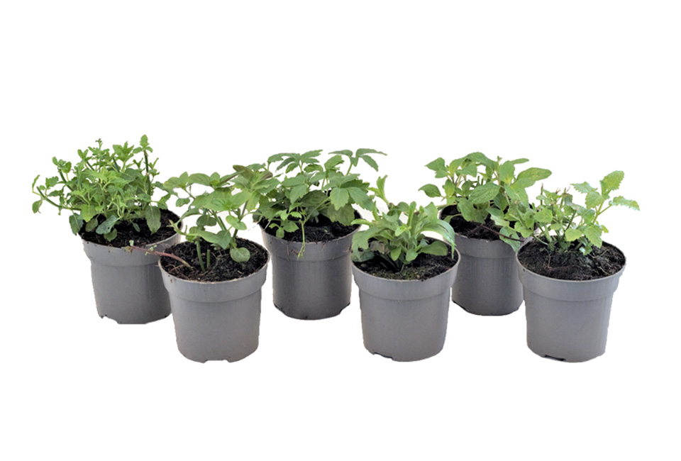 Set van 6 kruidenplanten