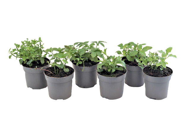 Set van 6 kruidenplanten