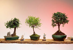3 bonsaiboompjes