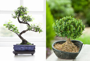 3 bonsaïs chinois authentiques — 8