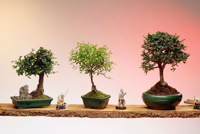 3 bonsaïs chinois authentiques — 13