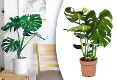 Monstera kamerplant