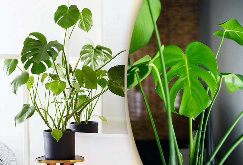 Plante d&rsquo;int&eacute;rieur Monstera