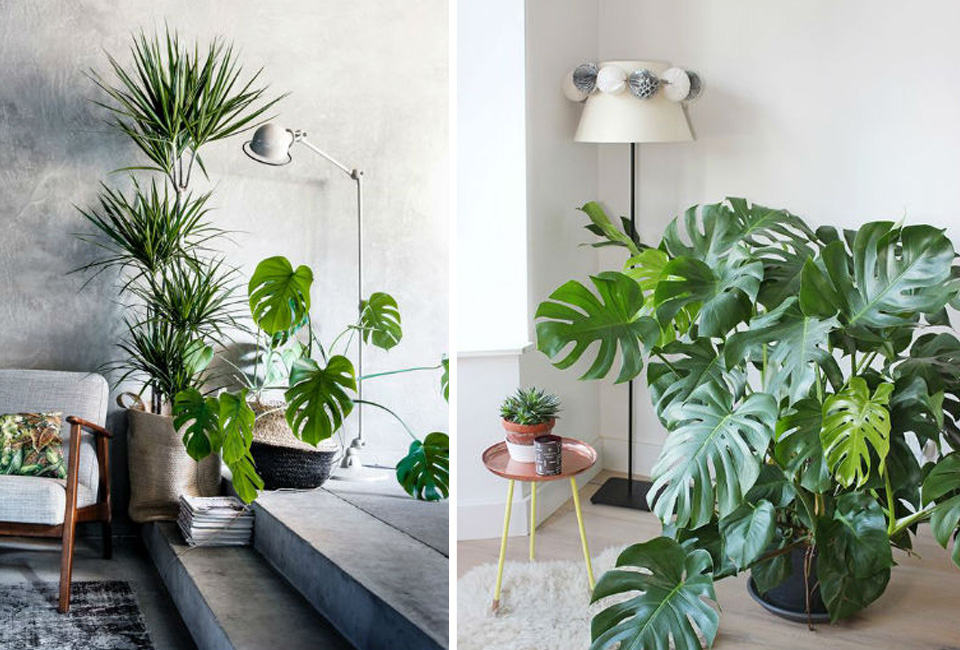 Plante d&rsquo;int&eacute;rieur Monstera