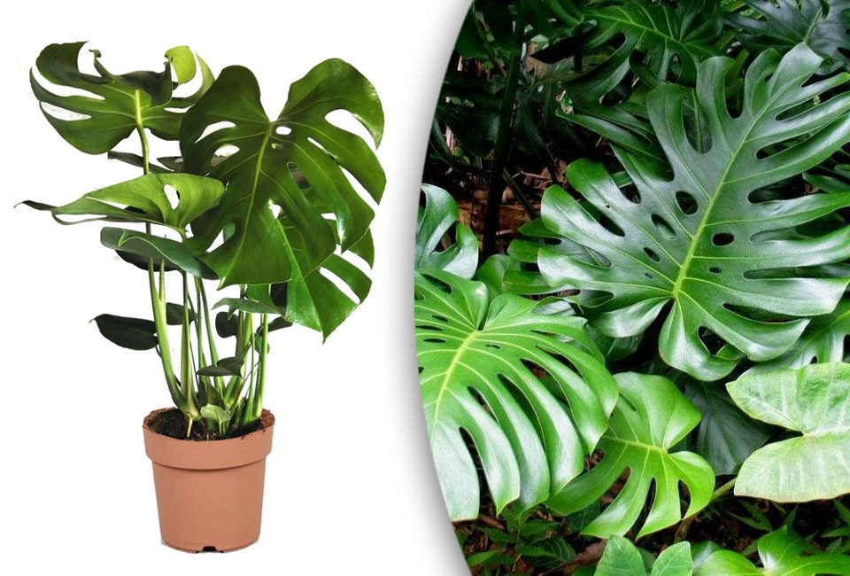 Plante d&rsquo;int&eacute;rieur Monstera