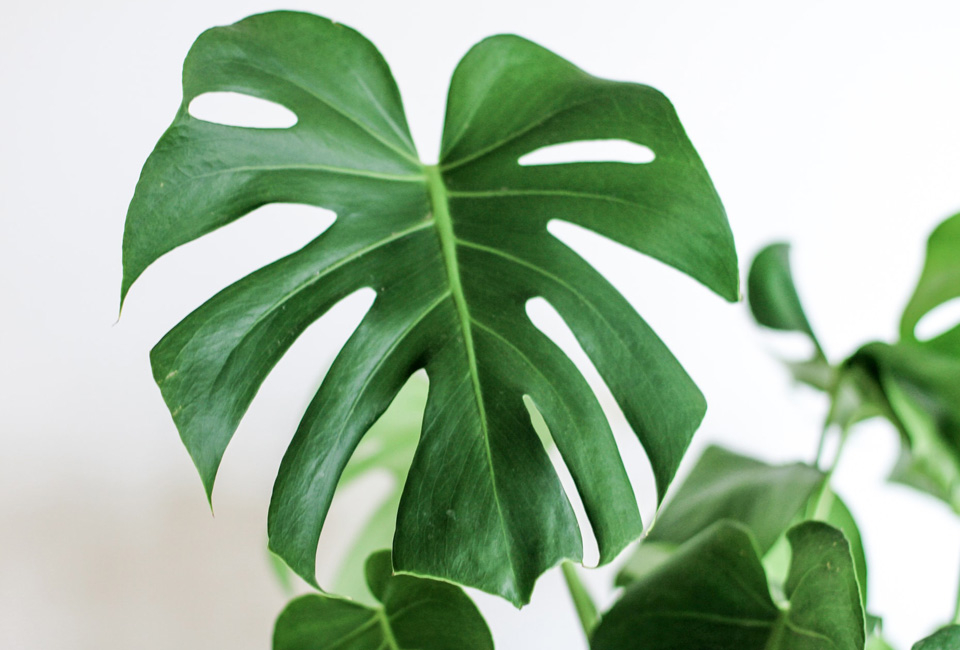 Plante d&rsquo;int&eacute;rieur Monstera