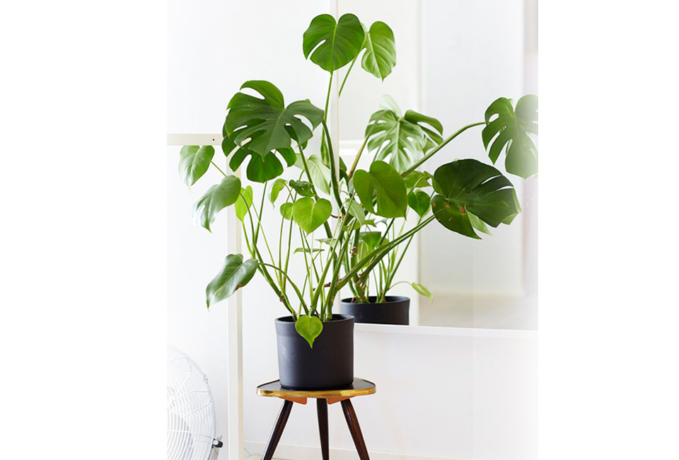 Plante d&rsquo;int&eacute;rieur Monstera