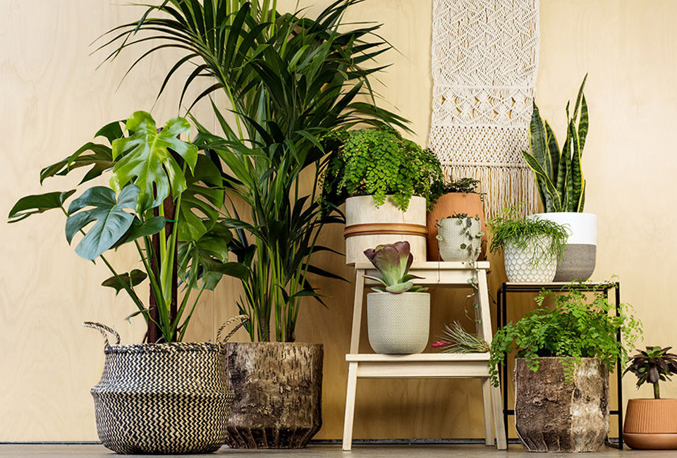 Plante d&rsquo;int&eacute;rieur Monstera
