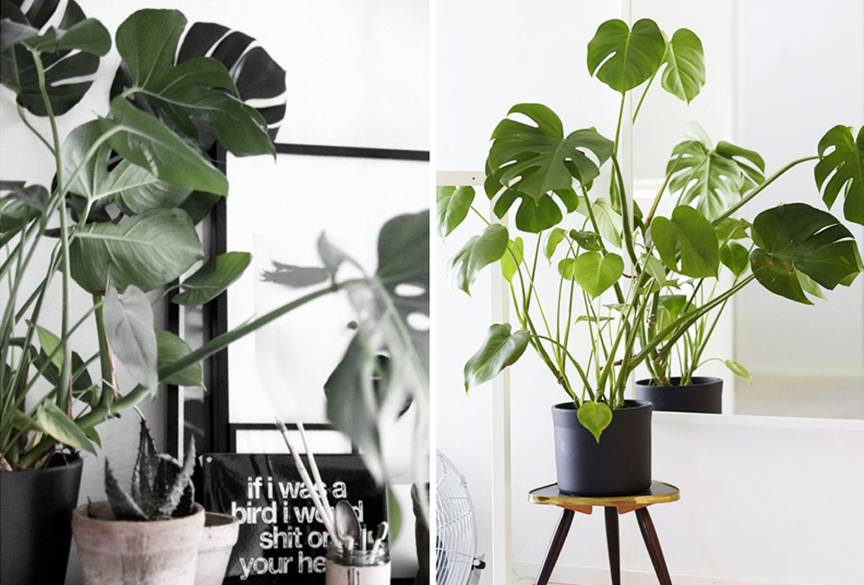 Plante d&rsquo;int&eacute;rieur Monstera