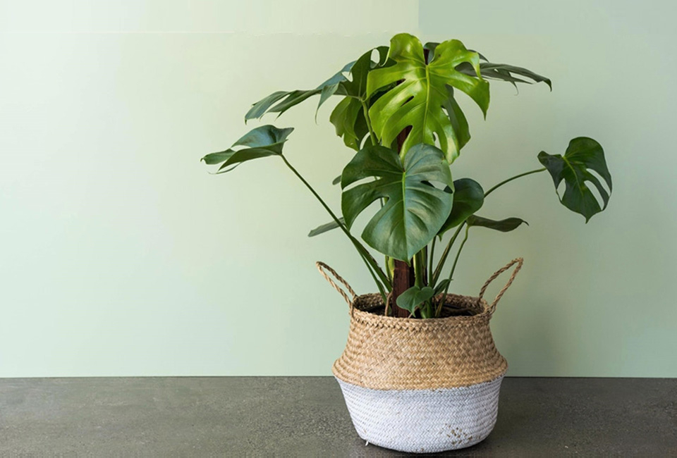 Plante d&rsquo;int&eacute;rieur Monstera