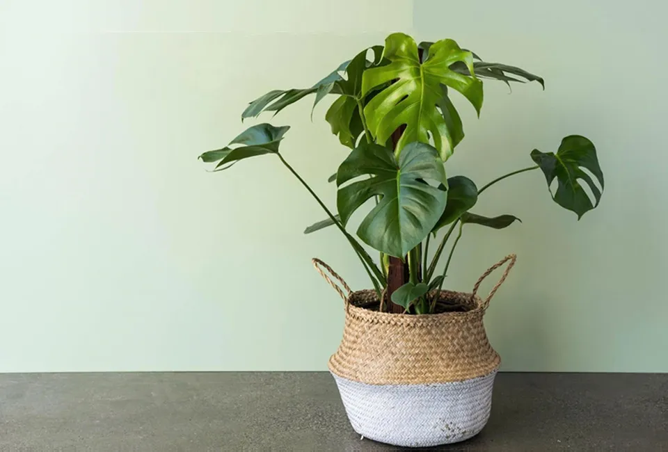 Planta Monstera XL