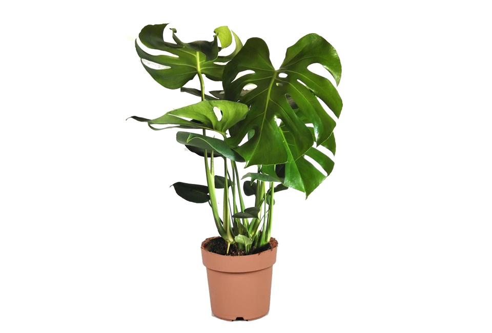 Plante d&rsquo;int&eacute;rieur Monstera