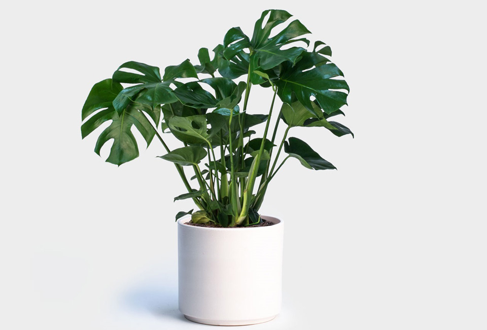 Plante d&rsquo;int&eacute;rieur Monstera