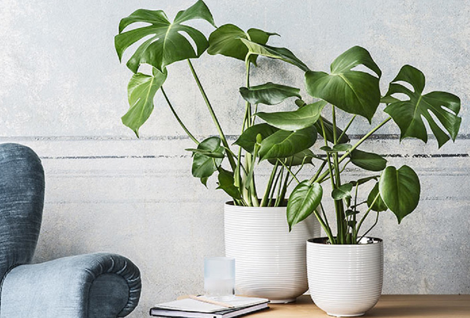 Plante d&rsquo;int&eacute;rieur Monstera