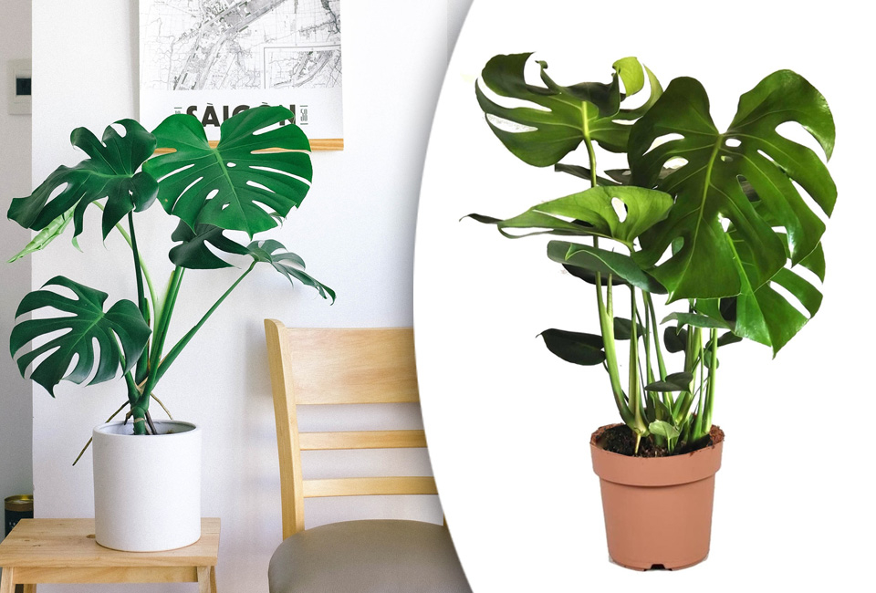 Plante d&rsquo;int&eacute;rieur Monstera