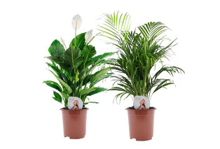 Set van 2 XL luchtzuiverende kamerplanten — 2